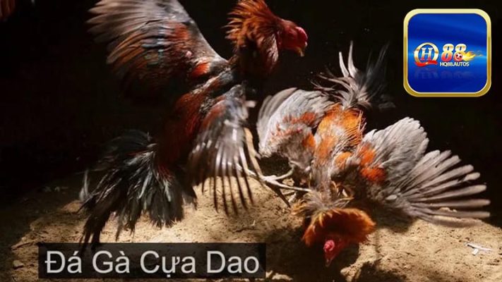 Tìm hiểu cách đá gà cựa dao luôn thắng